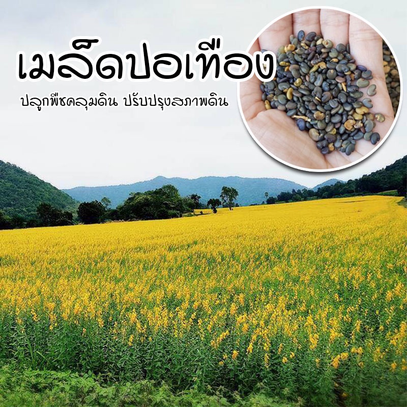[ติดตามลด 20%] เมล็ดปอเทือง ปลูกคลุมดิน ช่วยปรับสภาพหน้าดิน เมล็ดใหม่อัตรางอกสูง