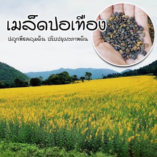 [ติดตามลด 20%] เมล็ดปอเทือง ปลูกคลุมดิน ช่วยปรับสภาพหน้าดิน …