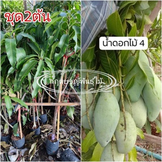 🥭ต้นมะม่วงน้ำดอกไม้เบอร์4 🌟ชุด 2ต้น🌟 กิ่งทาบ 80cm 5-8เดือนติดดอก ออกผล ตลอดทั้งปี