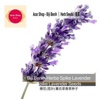 เมล็ด/Spike Lavender Seeds｜Biji Benih Herba Spike Lavender | ดอกเข็ม/Kwâaŋ, กว้าง, ลาเวนเดอร์ - 20 herbs seeds文胸/苹果/园艺/母