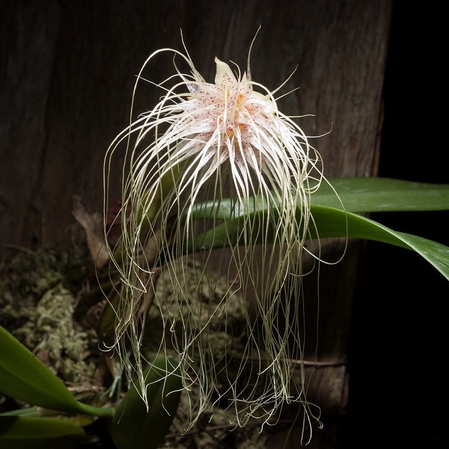 กล้วยไม้สิงโตเมดูซ่า สิงโตดอกไม้ไฟ Bulbophyllum Medusae ไม้หายาก ไม้สะสม