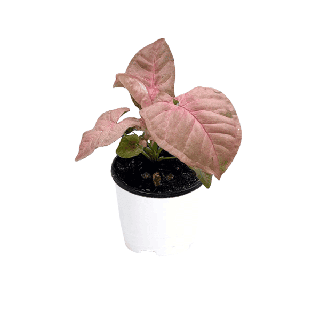 ซิงโกเนียม พิงค์นีออน (Syngonium Pink Neon Robusta) เงินไหลมาชมพู ออมชมพูนีออน กระถาง 4 นิ้ว