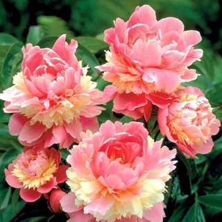 บอนสี 20เมล็ด เมล็ดพันธุ์ พีโอนี่ Peony Flower Seeds เมล็ดบอนสี บอนสีหายาก เมล็ดดอกไม้ บอนสีสวยๆ ต้นไม้มงคล บอนไซ