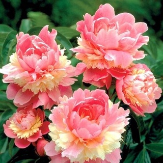 บอนสี200เมล็ด เมล็ดพันธุ์ พีโอนี่ Peony Flower Seeds เมล็ดบอนสี บอนสีหายาก เมล็ดดอกไม้ บอนสีสวยๆ ต้นไม้มงคล พันธุ์ดอกไม้