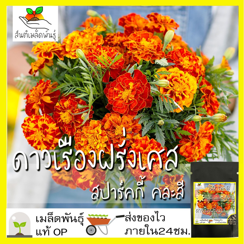 เมล็ดพันธุ์ ดาวเรือง ฝรั่งเศส สปาร์คกี้คละสี 150 เมล็ด Sparky French Marigold Mix seed เมล็ดพันธุ์แท้ นำเข้าต่างประเทศ