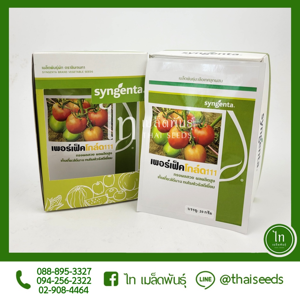 มะเขือเทศ เพอร์เฟคโกลด์ 111 เมล็ดพันธุ์ มะเขือเทศ ลูกผสม ตรา syngenta บรรจุ 5,000 เมล็ด