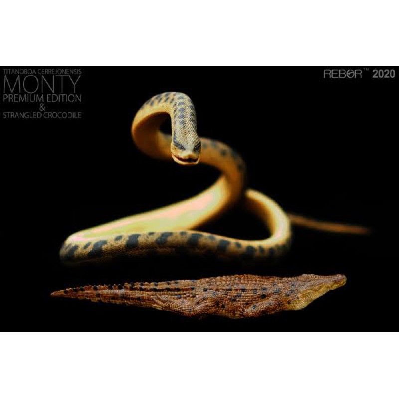 Rebor  titanoboa monty