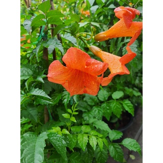 มธุรดา (Trumpet vine) ในกระถาง10นิ้ว สูง 60-70 ซม. สามาถทำซุ้่ม หน้าบ้านได้