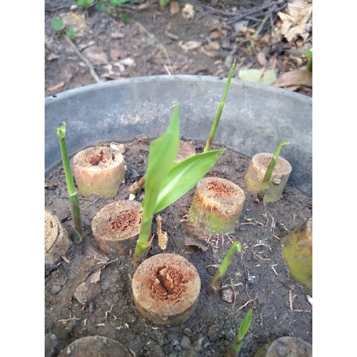 พันธุ์อ้อยสุพรรณบุรี 50 ท่อนพันธุ์อ้อย 50 ข้อตา พันธุ์อ้อย คั้นน้ำ 100% - รูปที่ 3