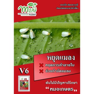 กำจัดเพรี้ย - ดินยิ้ม V6  (100 กรัม) - หยุดเพลี้ยแป้ง  หยุดแมลง  หยุดการทำลายใบ (ออแกนิค ปลอดสารเคมี )