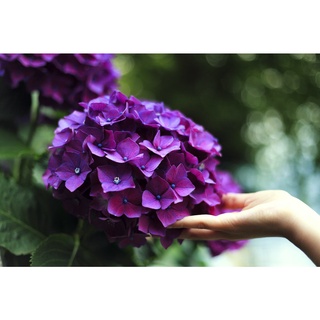 20 เมล็ด เมล็ดไฮเดรนเจีย Hydrangea Seeds สีม่วง ไฮเดรนเยียสายพันธุ์ฝรั่งเศส