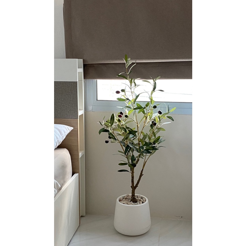 ((มาใหม่)) ต้นมะกอกป