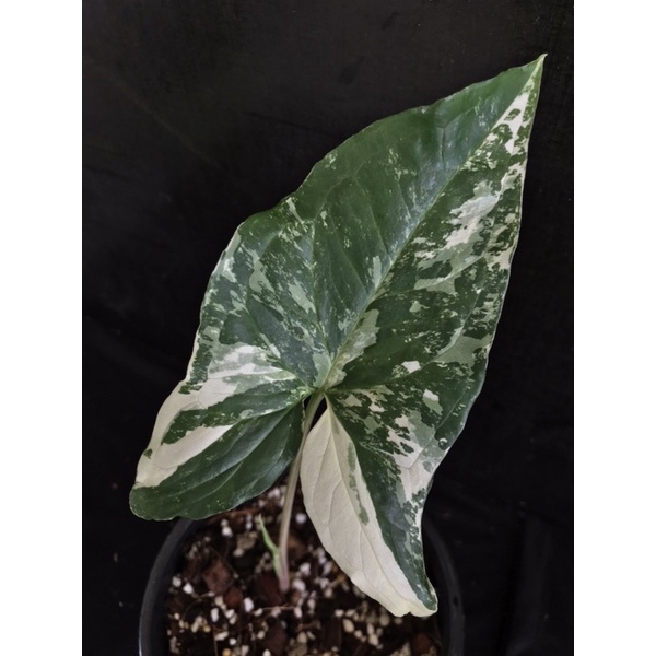 Syngonium white variegated
