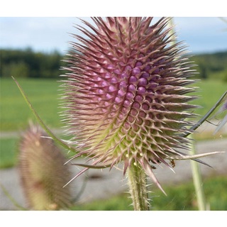 เมล็ดพันธุ์ ทีเซล Dipsacus fullonum wild teasel 100 เมล็ด เมล็ดพันธุ์นำเข้าจาก ยุโรป อัตราการงอก 90 %