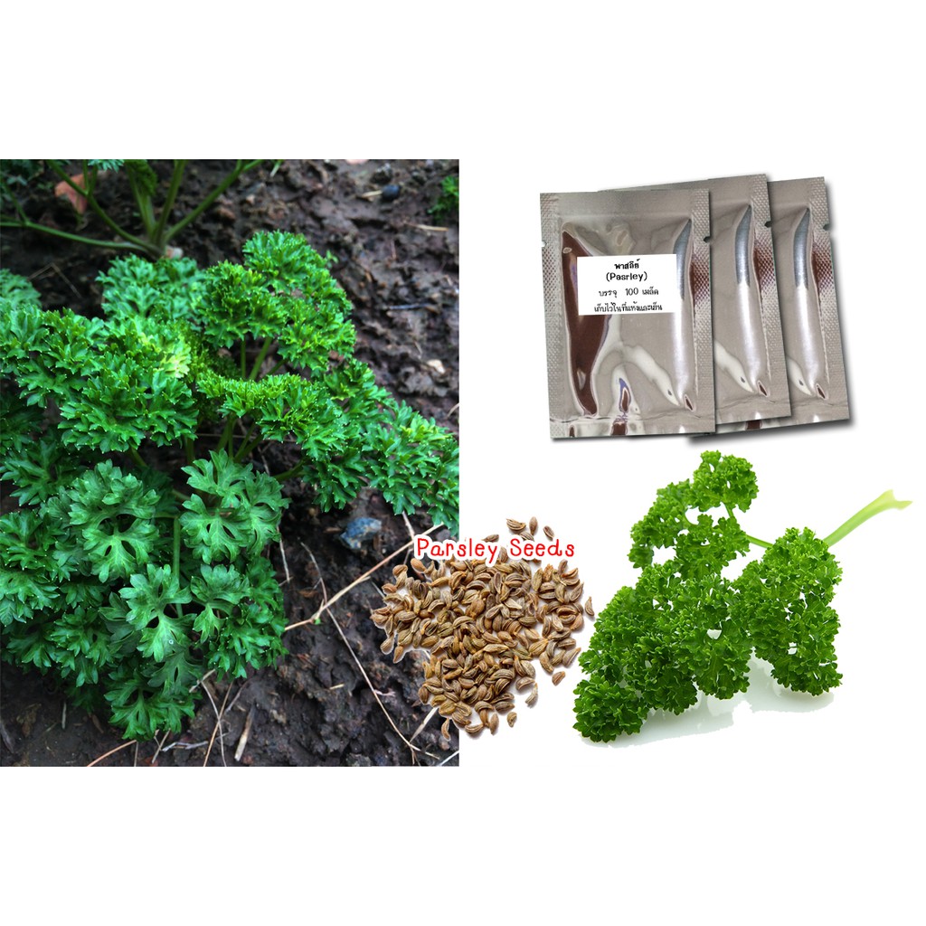 เมล็ดพันธุ์ พาสลีย์ หรือ พาสเลย์ (Parsley) 100 เมล็ด เมล็ดสมุนไพรฝรั่งพาสลีย์
