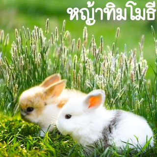 หญ้าทิมโมธี🎯ถูกที่สุด10บ.🎯เมล็ดพันธุ์หญ้าทิมโมธี100 เมล็ด🌾Timothy seed🌾ปลูกง่าย🐰กระต่ายรัก