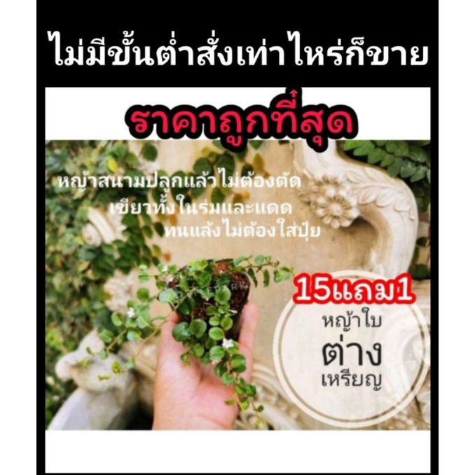 หญ้าใบต่างเหรียญ​ หญ้าสนามปลูกแล้ว​ ไม่ต้องตัด​ ต้นหญ้า​ สนาม​ ต้นไม้​ หญ้านวลน้อย​ หญ้ามาเล​ หญ้าปักกิ่ง
