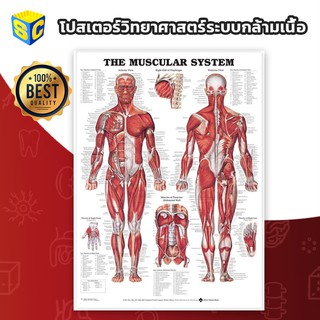 โปสเตอร์วิทยาศาสตร์ Anatomy ระบบกล้ามเนื้อ The Muscular System