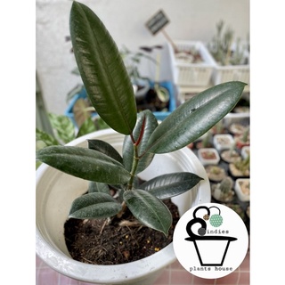 ยางอินเดียดำ (Ficus elastica Black Prince