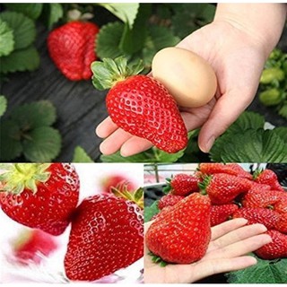 เมล็ดพันธุ์สตอเบอรี่ยักษ์100 เมล็ด Sweet Strawberry Seeds Fruit Seeds เมล็ดพันธุ์แท้ ปลูกง่ายปลูกได้ทั่วไทย