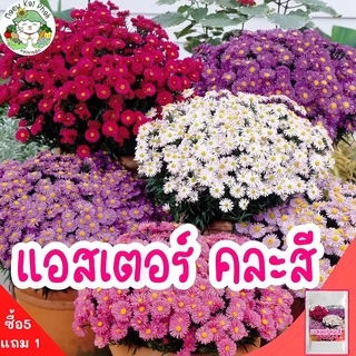 เมล็ดพันธุ์ รวมชุด ดอกไม้ ปลูกง่าย ดอกสวย ทานตะวันแคระ/เดซี่ขาว/คาโมมายล์/บานชื่น/กุหลาบเลื้อย/ฟอร์เก็ตมีน็อต ราคาถูก