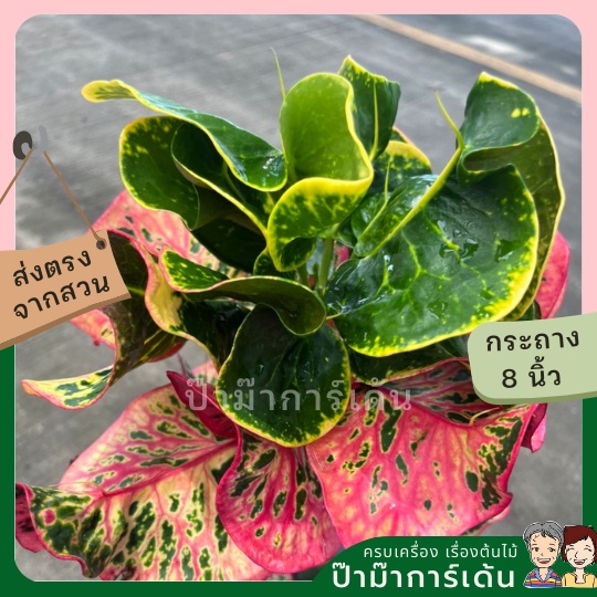 มุมมอง 2