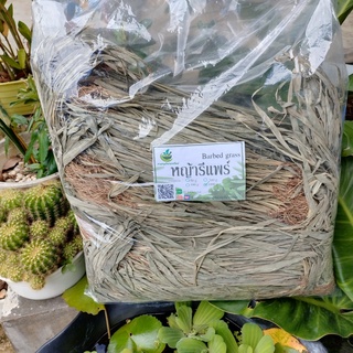 หญ้ารีแพร์ อบแห้ง ขนาด 1,000 กรัม กระตุ้นภูมิคุ้มกันของร่างกาย