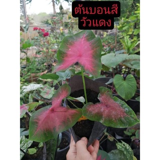 บอนสีวัวแดง ส่งเป็นต้นในถุง ต้นบอนสี วัวแดง