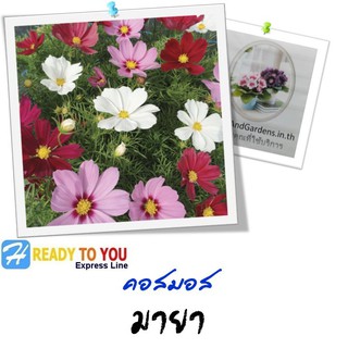 ดาวกระจาย (Cosmos) คอสมอส มายา 50 เมล็ด (จาก Homeandgardends)