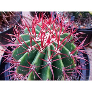 เมล็ดกระบองเพชร Ferocactus acanthodes v albispinus (50 เมล็ด)