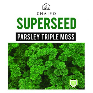 เมล็ดพันธุ์อิตาเลียนพาร์สลีย์ (ใบหยิก) ชัยโย 700 เมล็ด PARSLEY (TRIPLE MOSS) 700 SEEDS