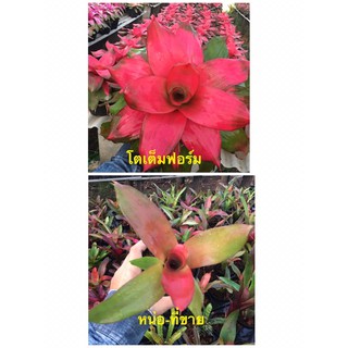 หน่อ- Neo. Pink Debbie # สับปะรดสี#bromeliad#ต้นไม้สวยงาม# ไม้ประดับ# ตกแต่งบ้าน#bromeliad# ไม้ประดับ# ไม้มงคล# ขายถูก