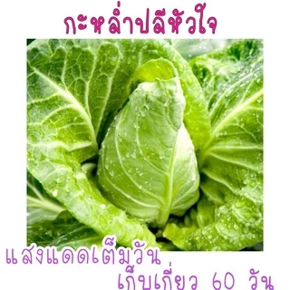 เมล็ด​พันธุ์​ กะหล่ำปลีหัวใจ​ 150เมล็ด​