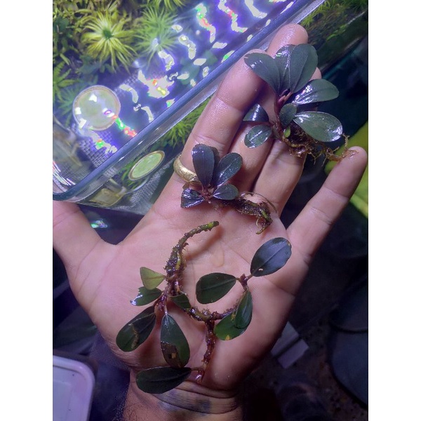 Bucephalandra Pandora queen