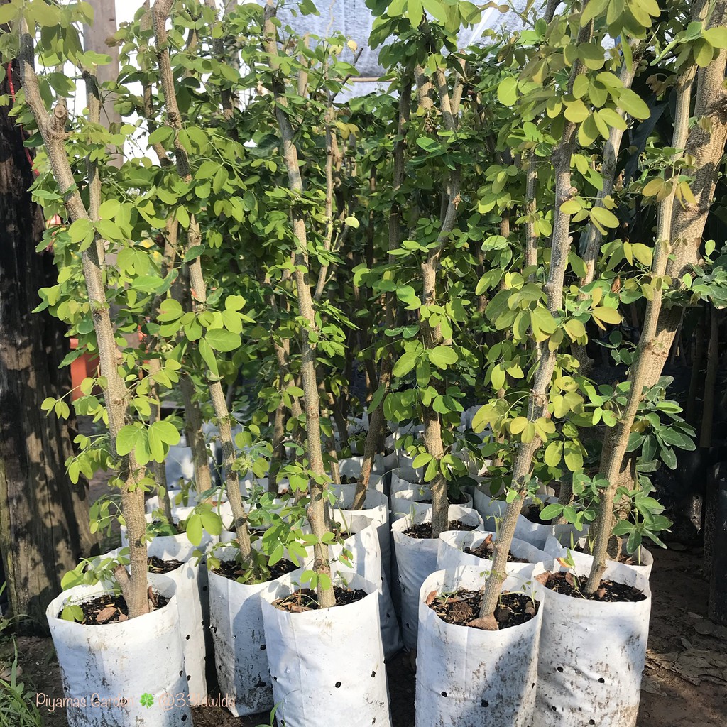 ต้นมะขามเทศ พันธุ์สีชมพู (กิ่งตอน)  รับประกันปลูก1ปีติดลูก มะขามเทศ ขายราคาถูก ราคา ถูกที่สุด ดีลบีเคเค แกลเลอรีภาพที่ 3