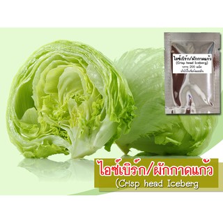 เมล็ดพันธุ์สลัดไอซ์เบิร์ก/ผักกาดแก้ว (Crisp head Iceberg) มล็ดพันธุ์ผักกาดแก้ว  สลัดไอซ์เบิร์ก เมล็ดผักกาดแก้ว ผักสลัด