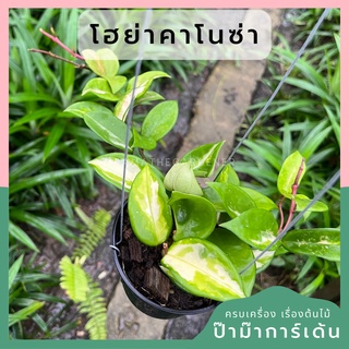 โฮย่า คาโนซ่า Apocyneceae Hoya carnosa Wax Plant ส่งพร้อมกระถาง 4 นิ้ว