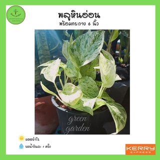 พลูราชินีหินอ่อน  พลูหินอ่อน (Marble Queen)🪴กระถาง 6" ไม้ฟอกอากาศ