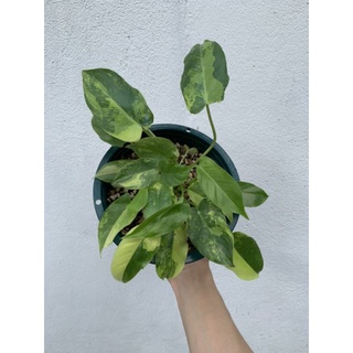 🌿 Philodendron burle marx compact ไม้ด่าง