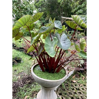 บอนฮาวายเอียนพัช์ colocasia hawaiian punch จัดส่งพร้อมกระถาง 5 นิ้ว ต้นในภาพ 2 ภาพแรกเป็นต้นแม่ค่ะ สูง 60-80 ซม