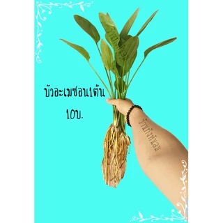 บัวอะเมซอน☘️ 🍄คุ้มสุดๆสำหรับเลี้ยงแมงดา ต้นพันธุ์แข็งแรง