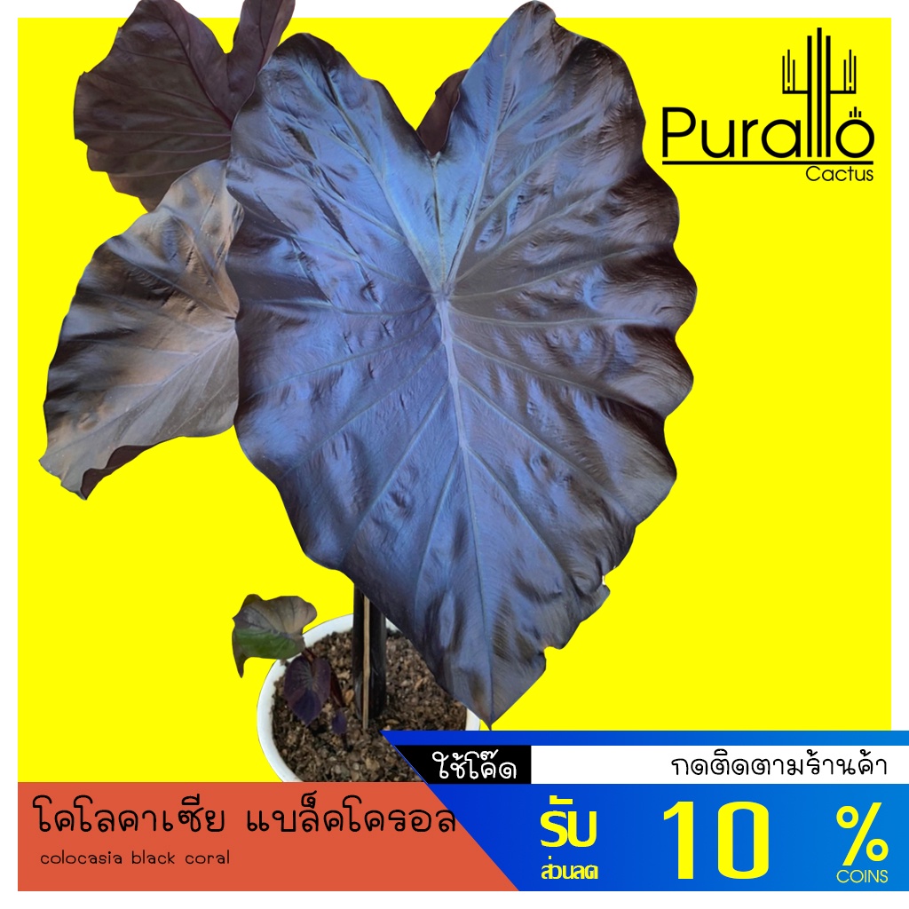 บอน โคโลคาเซีย แบล็คโครอล Colocasia black coral #ต้นไม้ด่าง #Variegated #colocasia #Alocasia