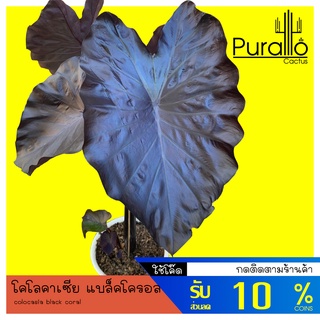 บอน โคโลคาเซีย แบล็คโครอล Colocasia black coral #ต้นไม้ด่าง #Variegated #colocasia #Alocasia