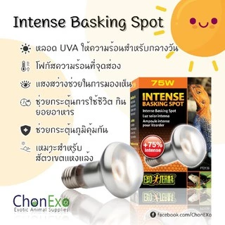 (พร้อมส่ง)Exoterra หลอดไฟเลี้ยงสัตว์ UVA Intense Basking Spot ( 50w , 75w , 100w ) (หลอดไฟให้ความร้อนสำหรับกลางวัน)