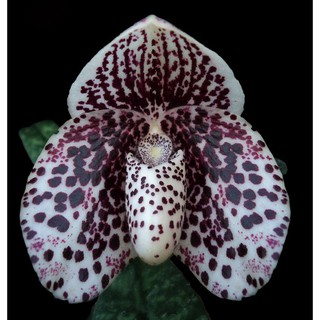 กล้วยไม้รองเท้านารีฝาหอย 1 ต้น Paphiopedilum bellatulum