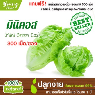 เมล็ดผักสลัด มินิคอส 300เมล็ด อัตราการงอก99% ปลูกง่าย โตไว (แถมฟรี! เมล็ดกวางตุ้งหรือผักชี 500เม็ด)