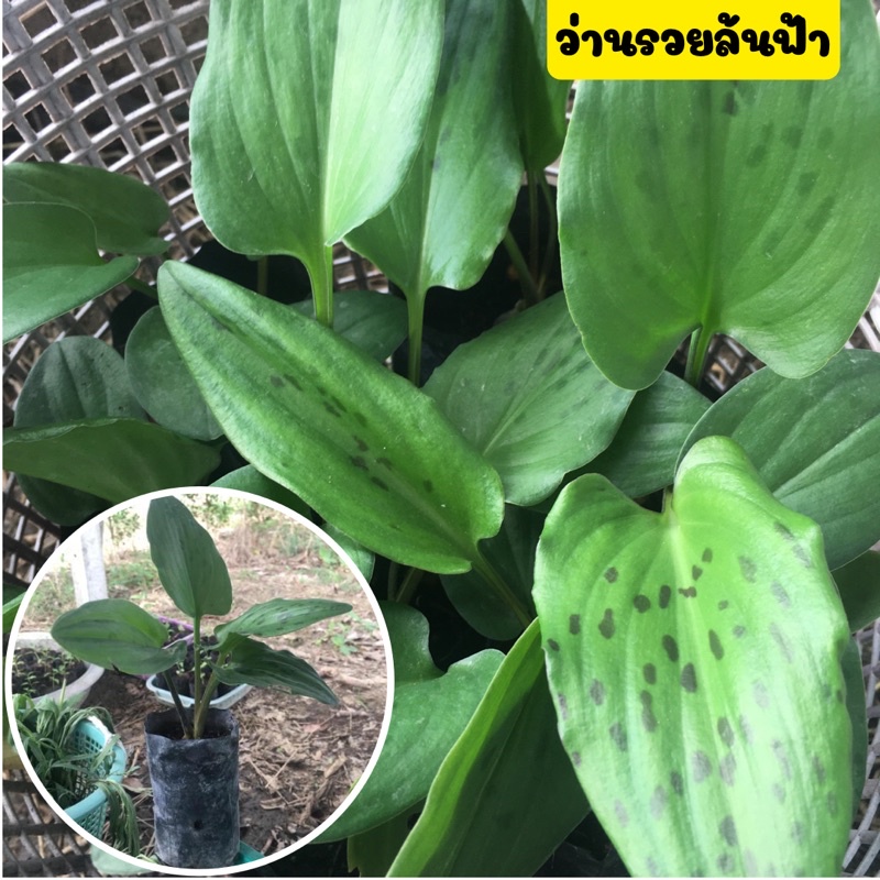 🪴ว่านรวยล้นฟ้า🪴ไม้มงคล เรียกทรัพย์ ขายพร้อมถุงชำ รากออกพร้อมปลูก