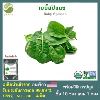 เมล็ดเบบี้สปิแนช จำนวน 60-80 เมล็ด