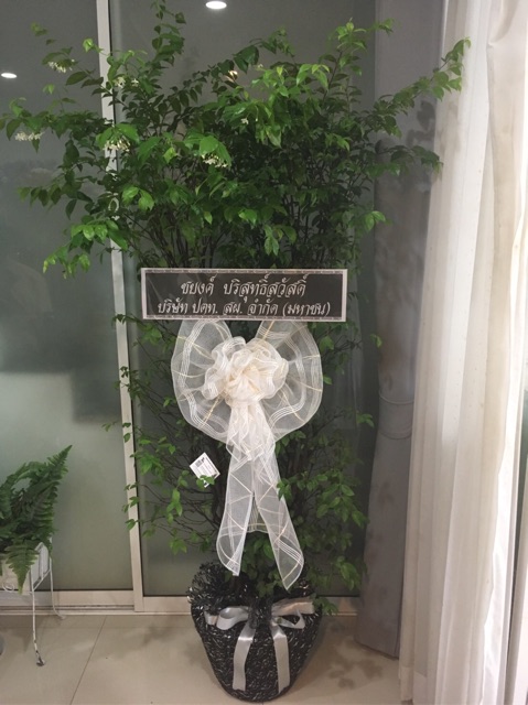 พวงหรีดต้นโมก พวงหรีดต้นไม้ สูง 170-180 ซม. ส่งฟรีกทม. ส่งด่วน ถึงวัดภายในวัน