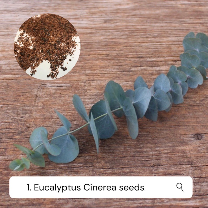 เมล็ดยูคาลิปตัสซิลเวอร์ดอลลาร์ (Eucalyptus cinerea) ชุดละ 10 เมล็ด